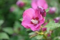 Rose of Sharon Hibiscus syriacus Rubis, red-purple flower with crimson eye Royalty Free Stock Photo